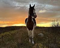 sport-cross-warmblood-horse