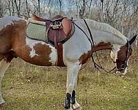 casper-horse