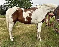 warmblood