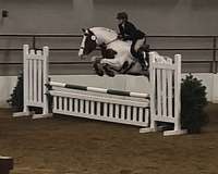 warmblood-gelding