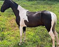 endurance-spotted-saddle-horse