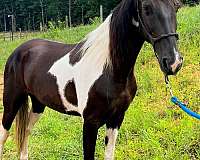 experienced-spotted-saddle-horse