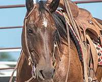 bay-quarter-horse-mare