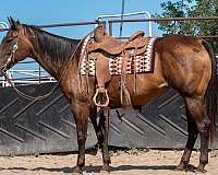 bay-mare-for-sale