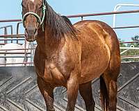 15-hand-quarter-horse-mare