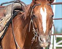 sorrel-appaloosa-filly