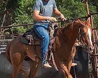 sorrel-filly-for-sale