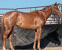 14-hand-appaloosa-filly