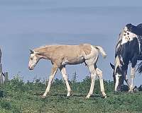 sw1-sw2-horse