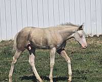 palomino-sw1-sw2-horse