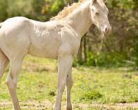 perlino-aqha-colt-mare