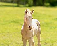 perlino-appendix-for-sale
