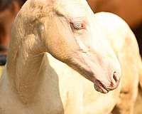 perlino-appendix-colt-mare