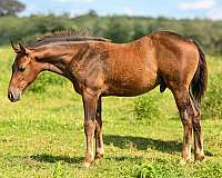 quarter-horse-colt