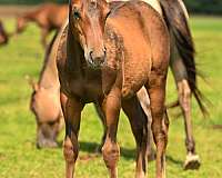 quarter-horse-for-sale