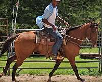 easygoing-horse-quarter