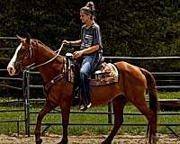 16-year-old-mare-quarter-horse