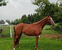 2-short-socks-blaze-horse