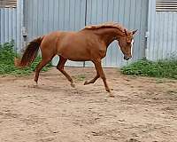 chestnut-2-short-socks-blaze-horse
