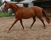 hunter-jumper-eventing-warmblood-horse