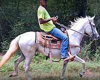 beginner-horse-paso-fino