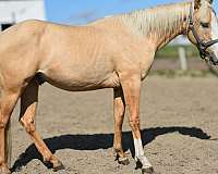 dunalino-barrel-sport-horse