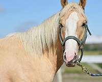 barrel-sport-horse