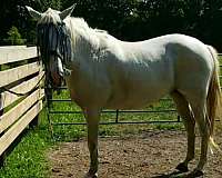 warmblood-mare