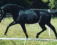 warmblood-horse-for-sale