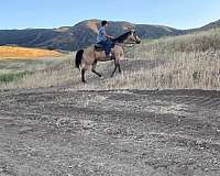 trail-quarter-horse