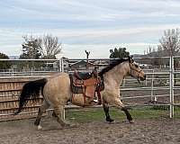 trail-riding-quarter-horse