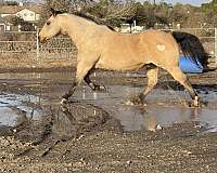 trained-quarter-horse