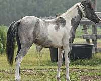 15-hand-pinto-colt