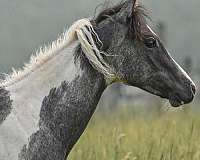 15-hand-pinto-horse