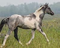 15-hand-colt