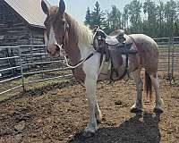 breeding-belgian-pony