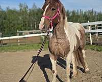 sport-belgian-pony