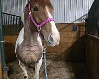 sport-draft-pony
