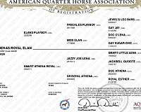 red-roan-stallion-quarter-horse