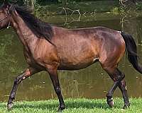 small-star-right-hind-sock-horse