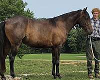 bay-roan-small-star-right-hind-sock-horse