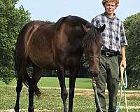 small-star-right-hind-sock