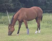 halter-quarter-horse
