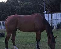 performance-quarter-horse