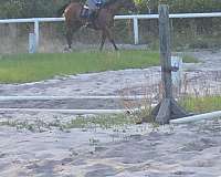 ridden-western-quarter-horse