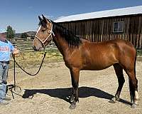 colt-mustang-horse