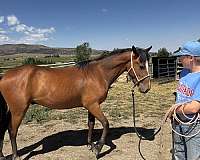 white-mustang-colt-yearling