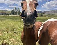 project-horse-colt-yearling