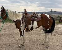 barrel-prospect-paint-horse