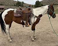 barrel-paint-horse